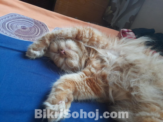 Persian cat